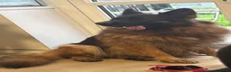 German Shepherd dogs for sale: Full pedigree German shepherd longhair  - Advert 15