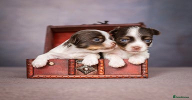 Yorkshire Terrier dogs - Advert 2