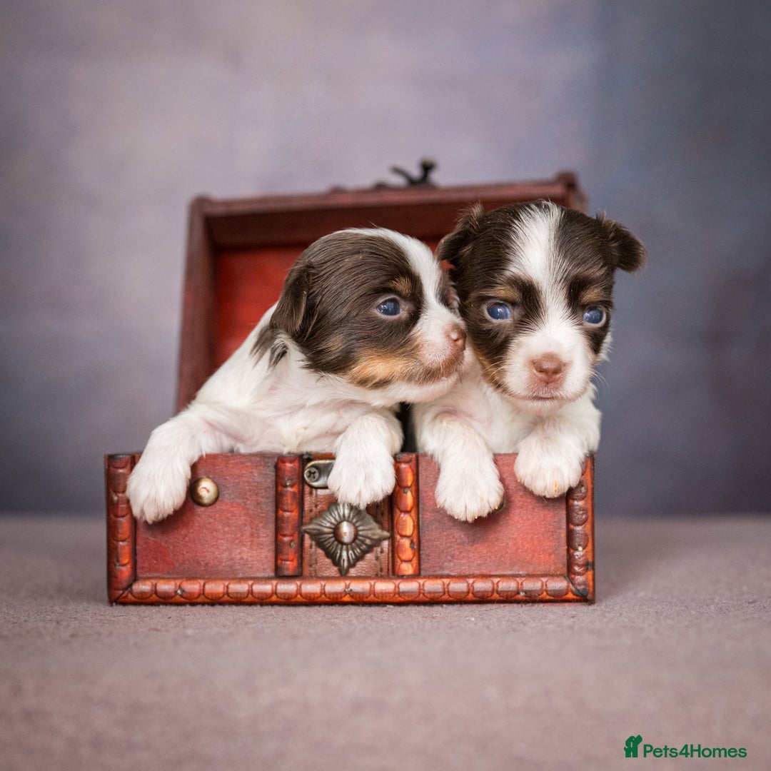 Yorkshire Terrier dogs for sale: Colorful Yorkshire Terrier puppies for sale - Image 3