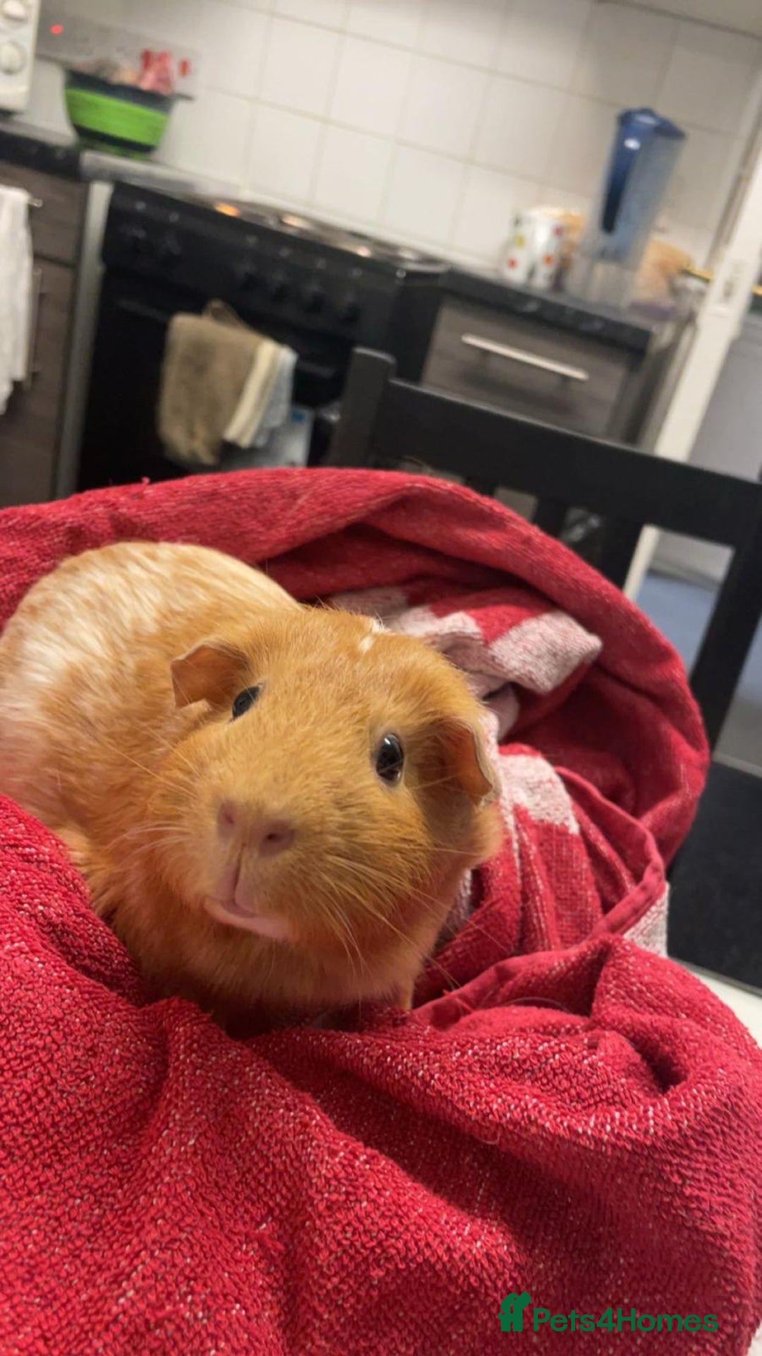 Guinea Pig rodents for sale: 2 guinea pigs looking for a new home! - Advert 7