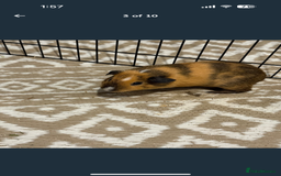 Guinea Pig rodents for sale: X2 male guinea pigs, everything included - Image 3