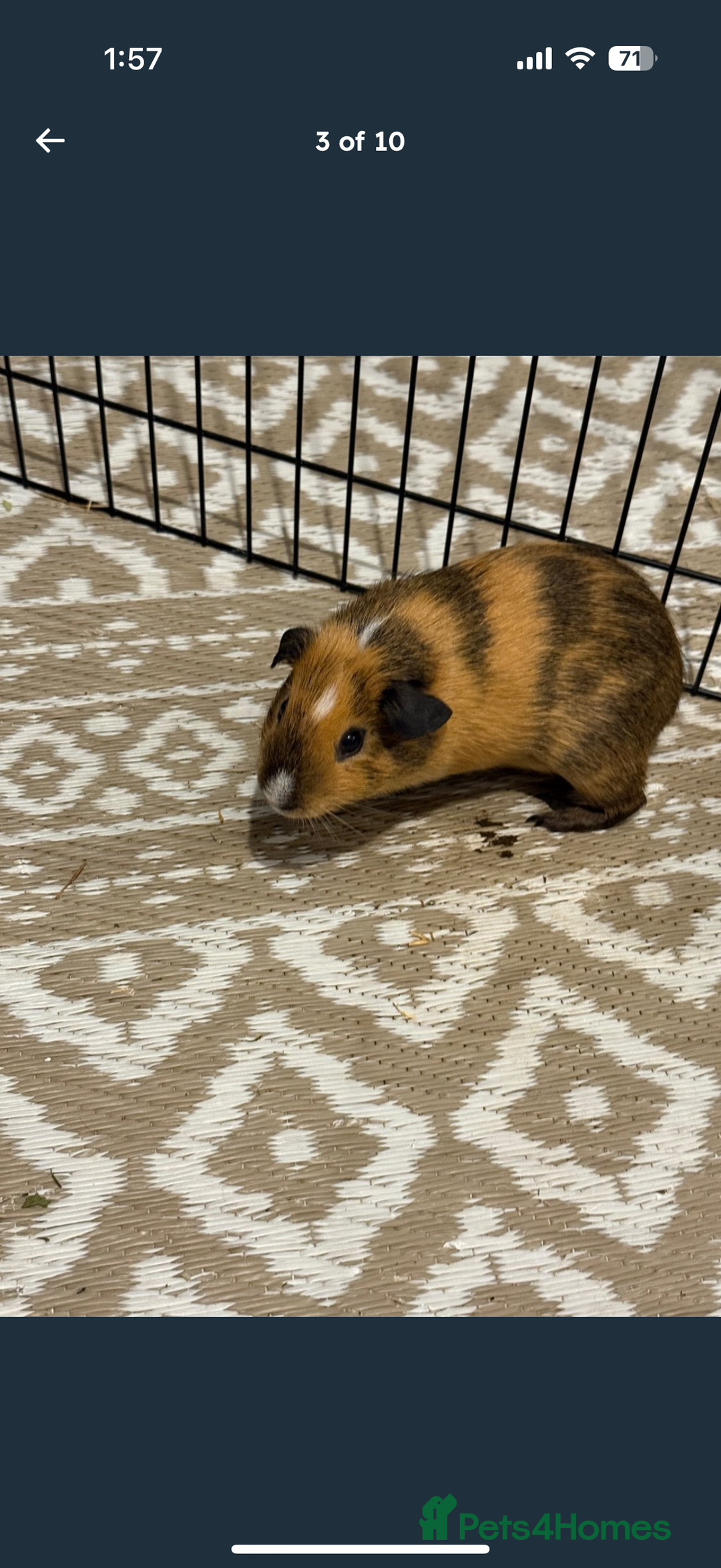 Guinea Pig rodents for sale: X2 male guinea pigs, everything included - Image 3
