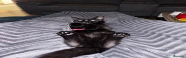 Black Female