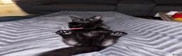 British Shorthair cats for sale: 1 year old Kitten - Advert 1