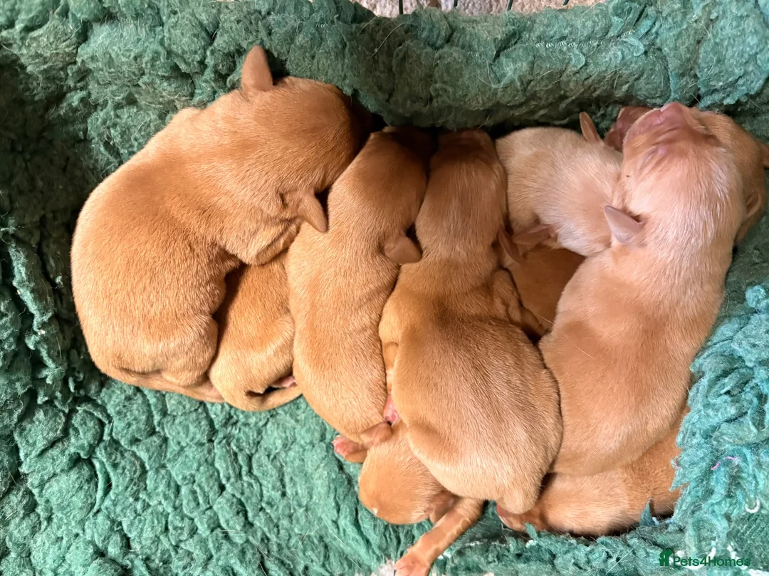 Labrador Retriever dogs for sale: Stocky Fox red labs  - Advert 10