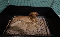 Goldador dogs for sale: Goldendor puppies - Image 1