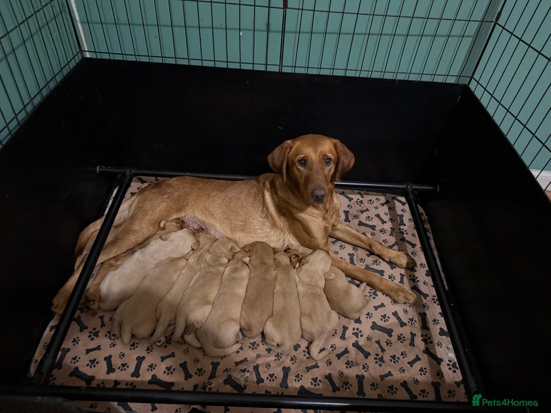 Goldador dogs for sale: Goldendor puppies - Image 1