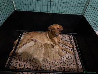 Goldador dogs Goldendor puppies - Advert 3