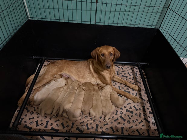 Goldador dogs - Advert 1