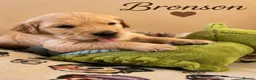 Golden Retriever dogs for sale: KC Registered Puppies From Our Much Loved Goldens! - Advert 5