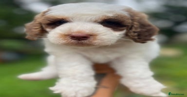 Cockapoo dogs - Advert 13