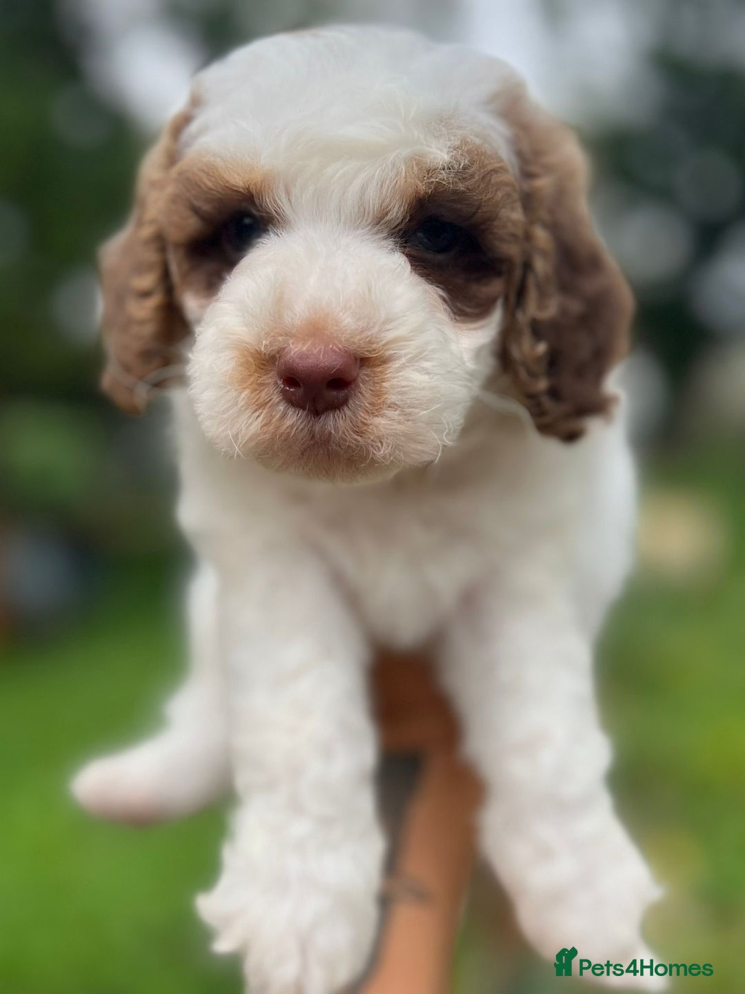 Cockapoo dogs for sale: Colourful Cockapoos 🌈 Raised Right ✨ - Image 3