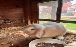 Dwarf Lop rabbits for sale: Dwarf lop eared - Image 4