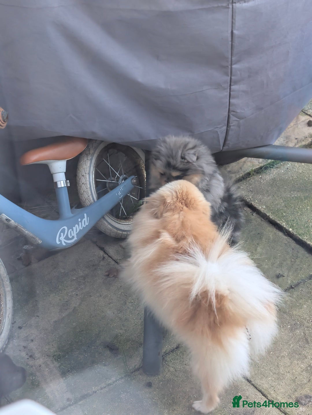 Pomeranian dogs for sale: Pomeranian girl puppy  - Advert 10