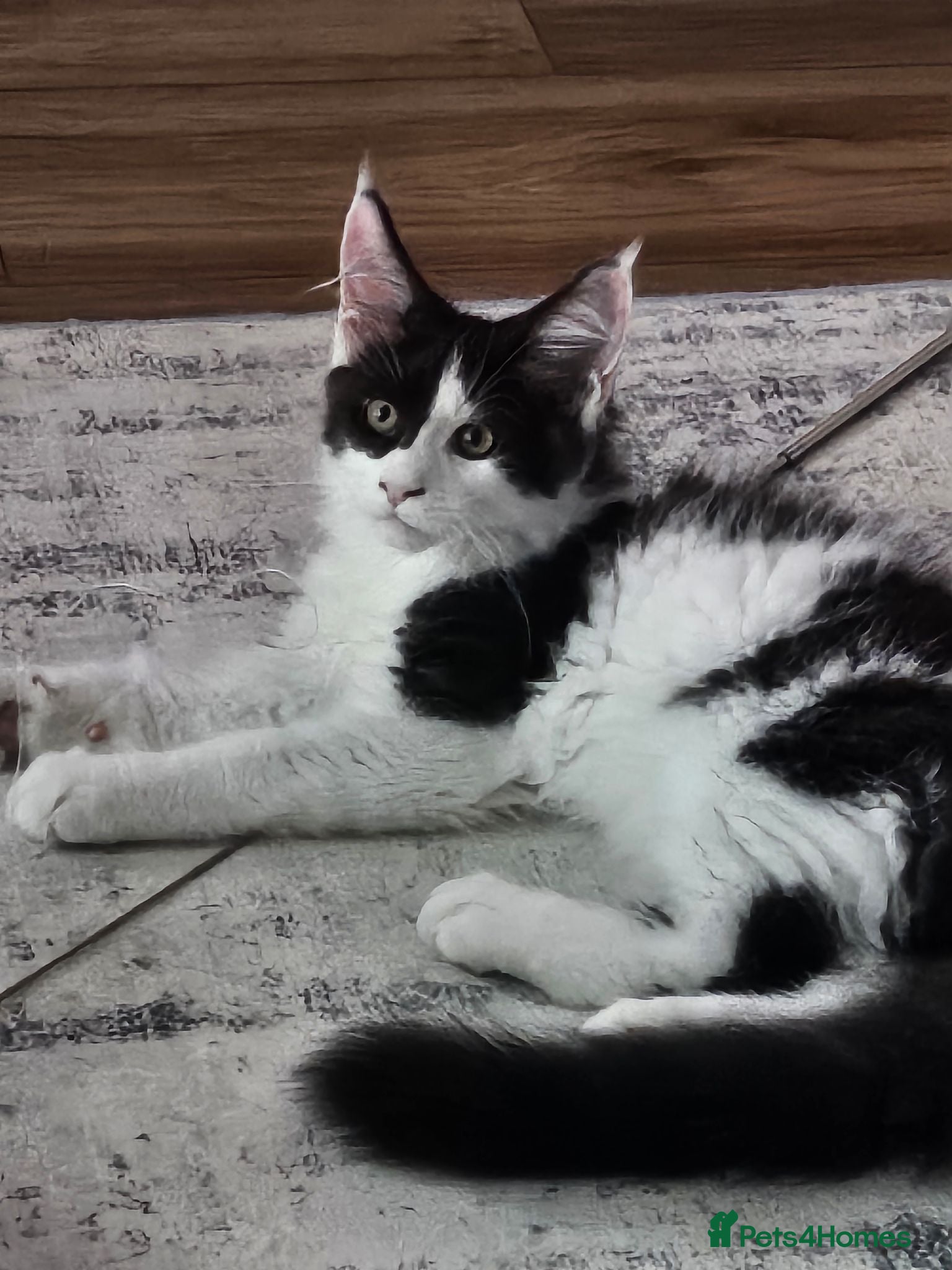 Maine Coon cats Maine Coon Kittens – GCCF Registered  Boys - Advert 2