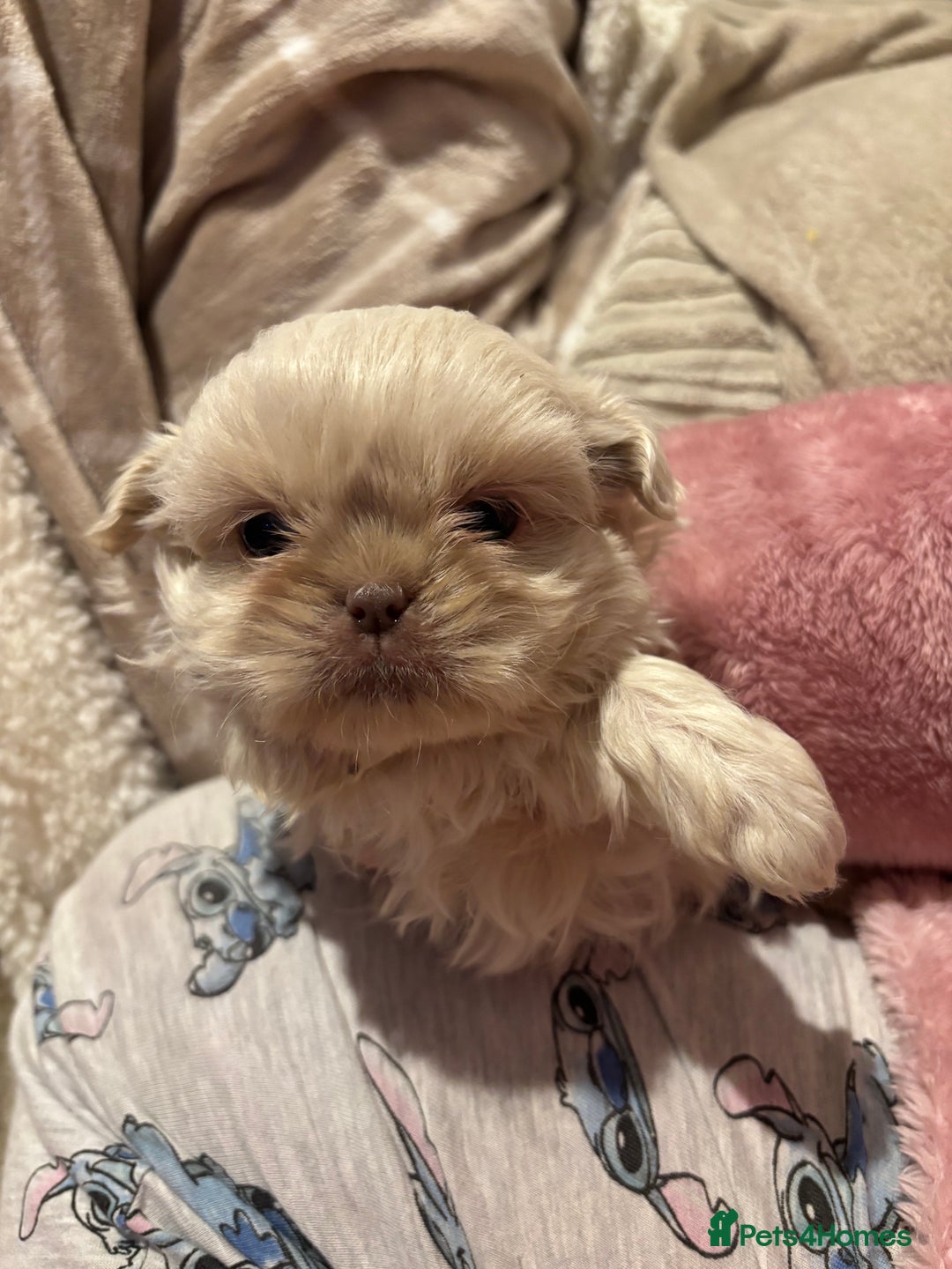 Shih Tzu dogs for sale: Beautiful Shih Tzu puppies - Advert 15