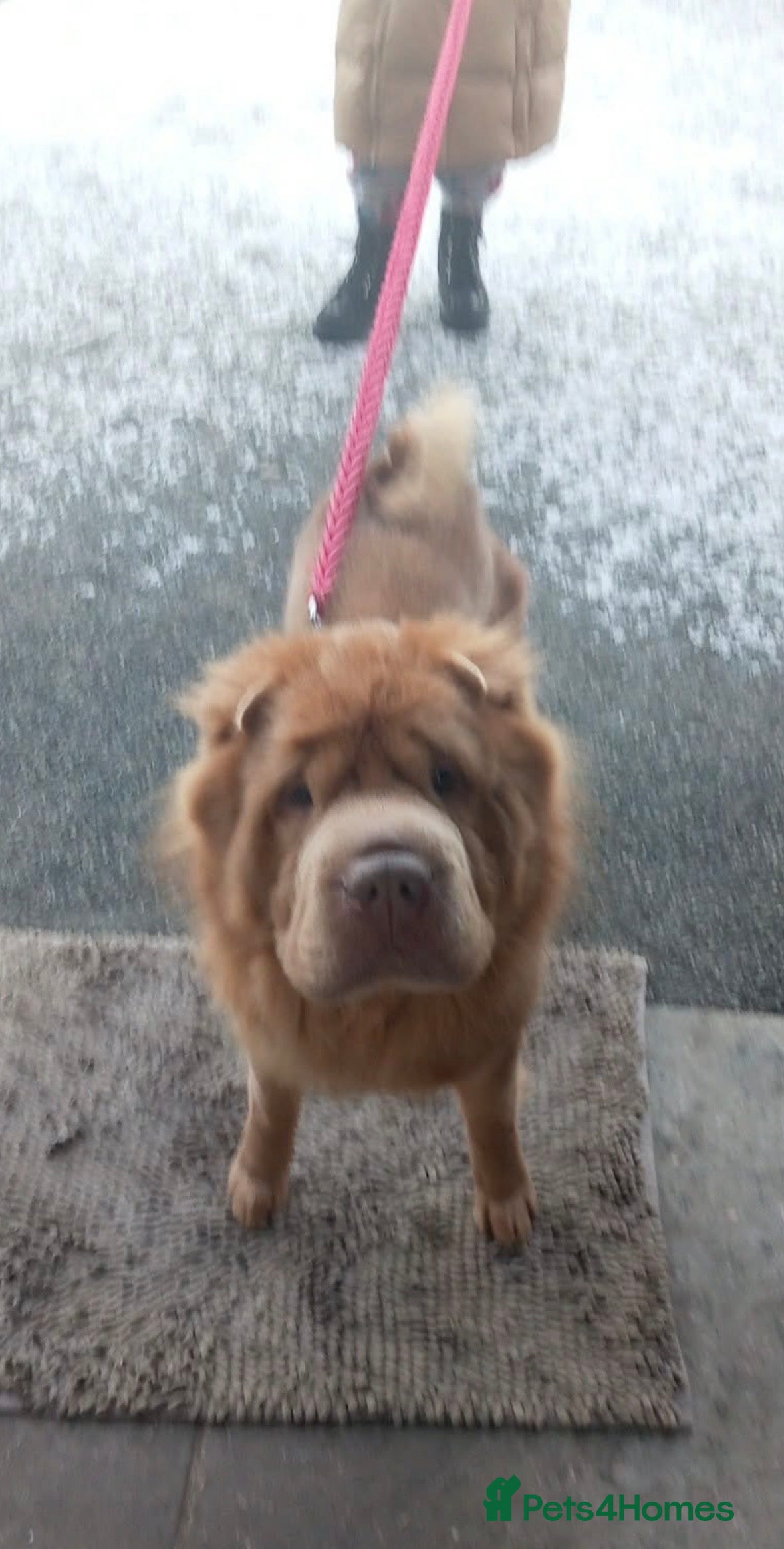 Shar Pei dogs Fozxy  - Advert 1