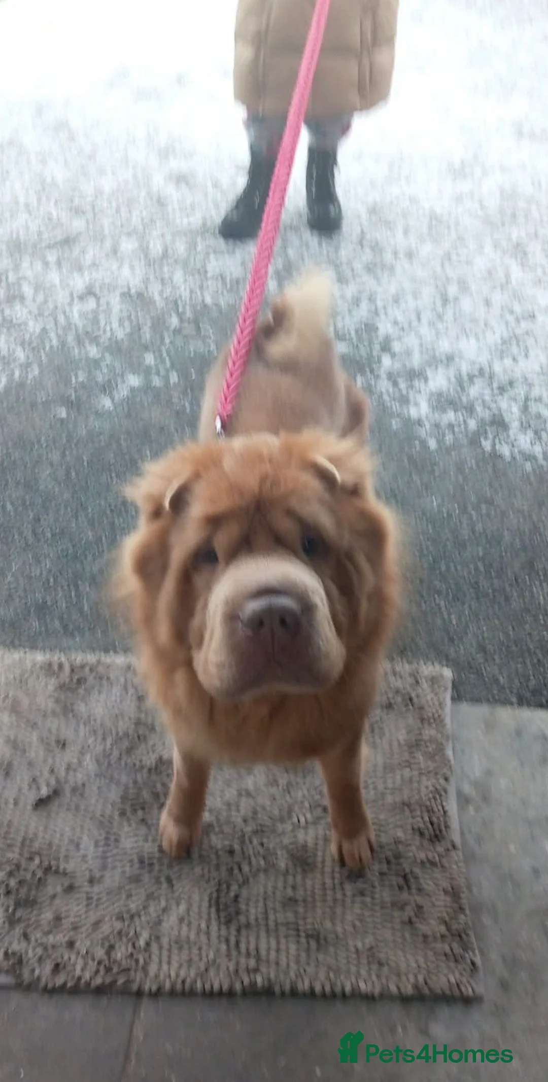 Shar Pei dogs for stud: Fozxy  - Advert 1