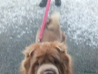 Shar Pei dogs Fozxy - Advert 2