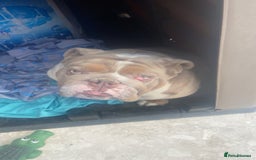 English Bulldog dogs for sale: english bulldog  - Image 3