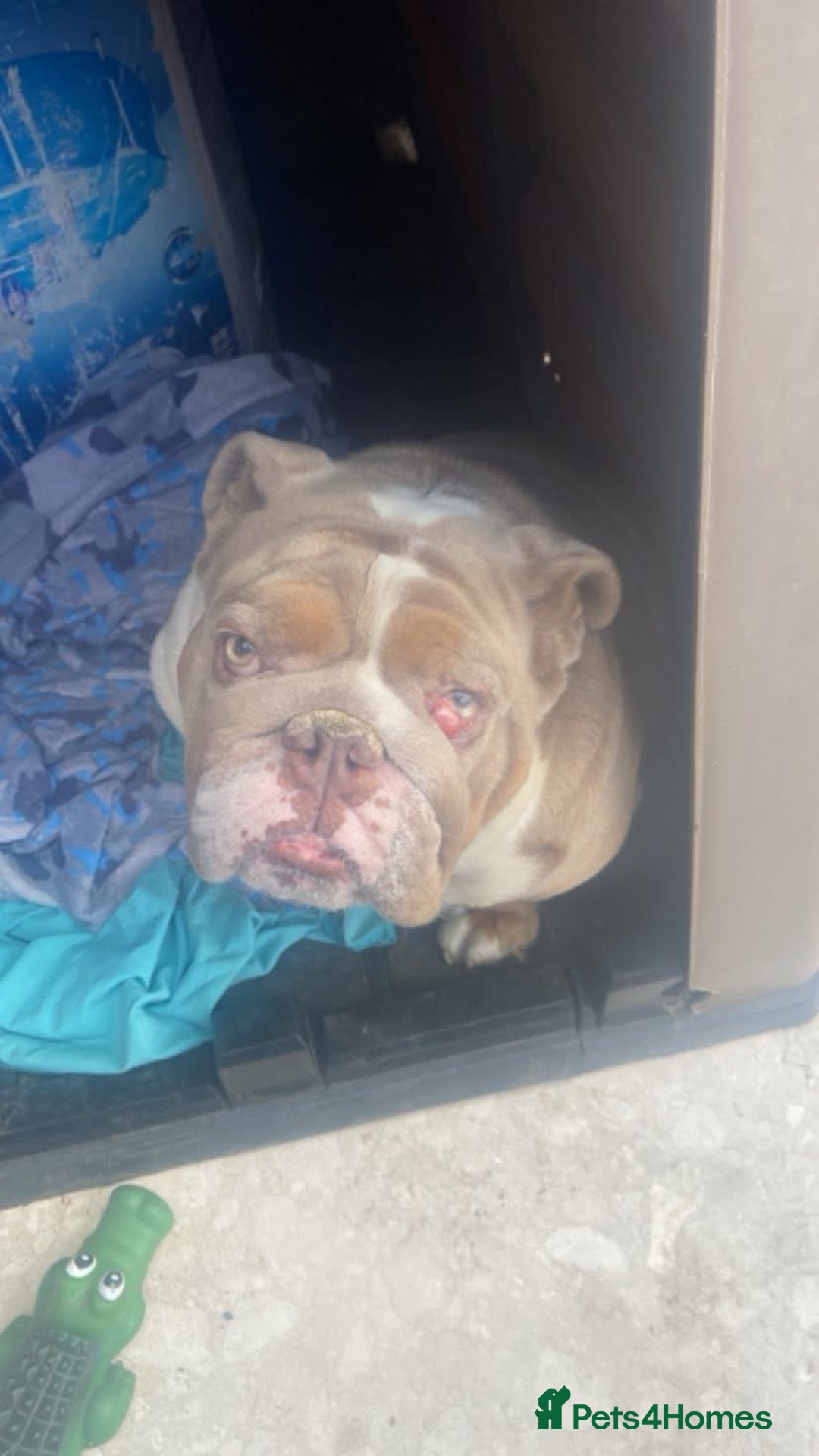 English Bulldog dogs for sale: english bulldog  - Image 3