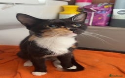 Russian Blue cats for sale: 1 kitten available  in Leicester - Image 2