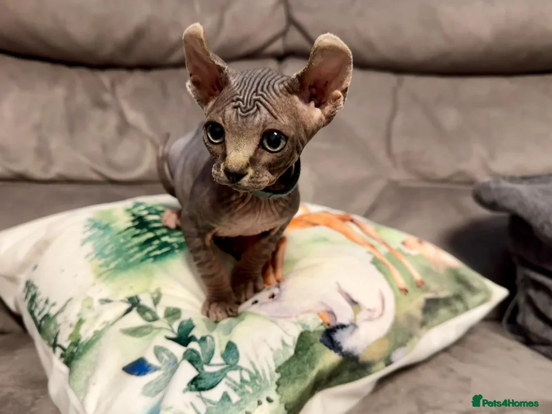 Sphynx cats for sale: Beautiful Male and Female Elf Sphynx Kittens  in Market Rasen - Image 2