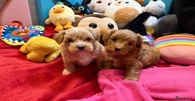 Maltipoo dogs Gorgeous Maltipoo F1b  - Advert 6