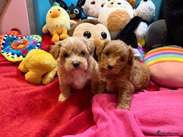 Maltipoo dogs Gorgeous Maltipoo F1b - Advert 14