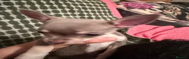 Chorkie 3
