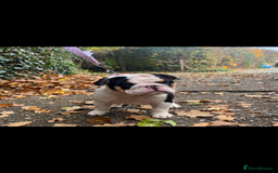 English Bulldog dogs for sale: Miniature English bulldog, 2 years old - Image 14