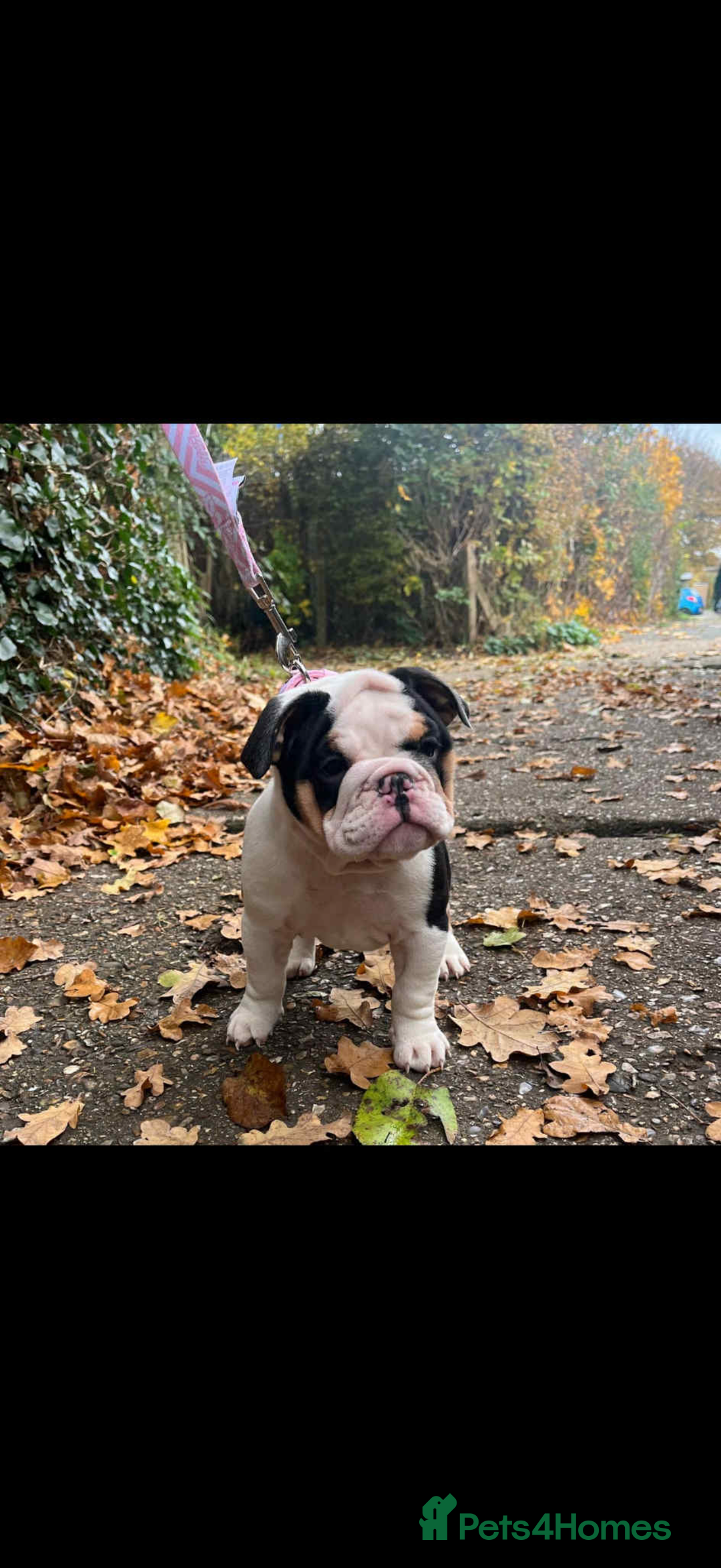 English Bulldog dogs for sale: Miniature English bulldog, 2 years old - Image 14
