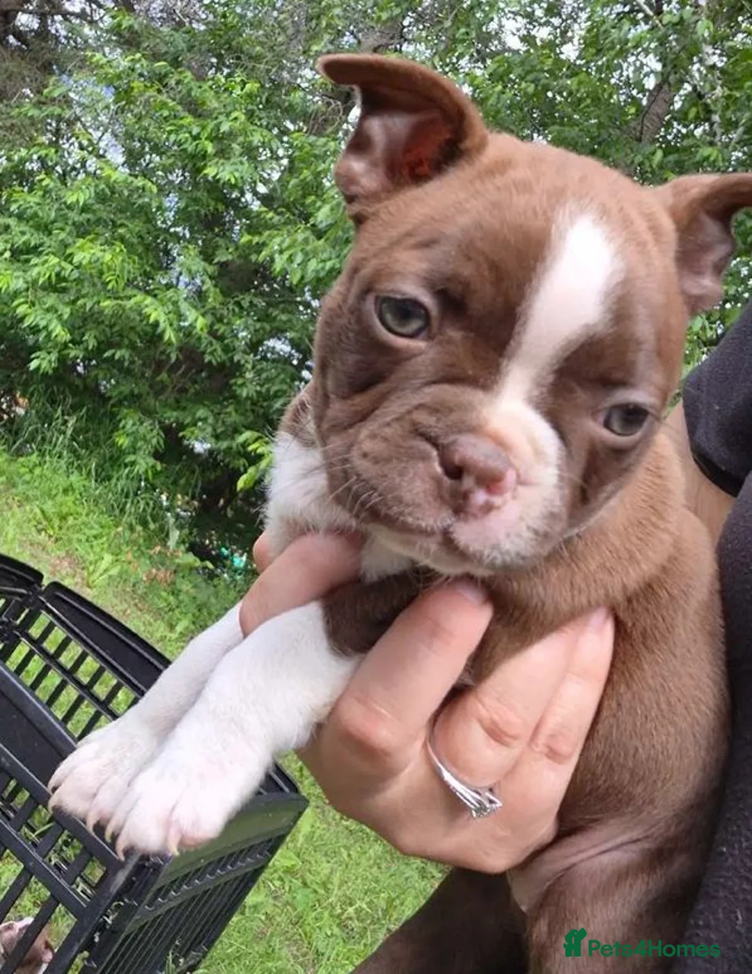Boston Terrier dogs for sale: Healthy,Friendly&Full of Character-Boston Terriers in Leeds - Advert 2