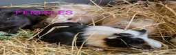 Guinea Pig rodents for sale: Beautiful Baby Guinea Pigs - Males  - Advert 7