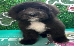 Mixed Breed dogs for sale: *Reduced* F1 Saint Berdoodles - Image 40
