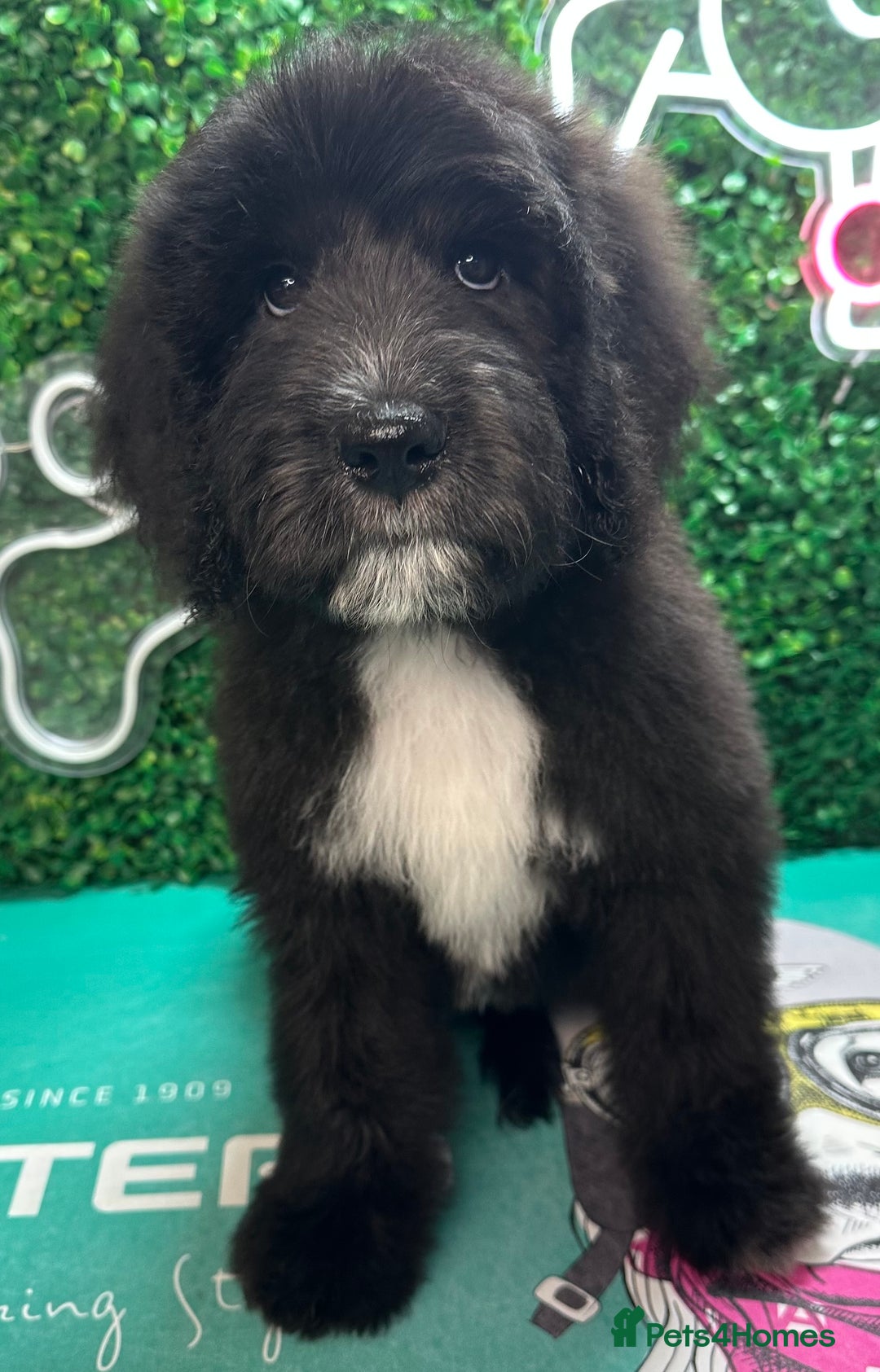 Mixed Breed dogs for sale: *Reduced* F1 Saint Berdoodles - Image 40