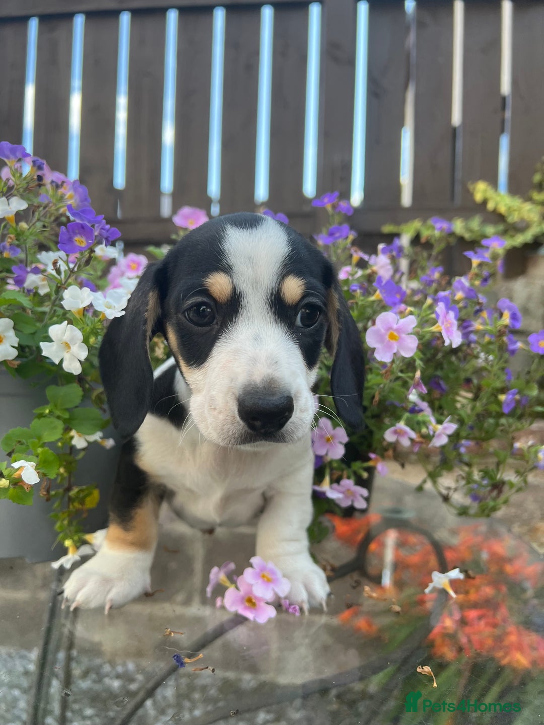 Miniature Dachshund dogs for sale: Stunning Miniature Dachshund Puppies  - Image 6