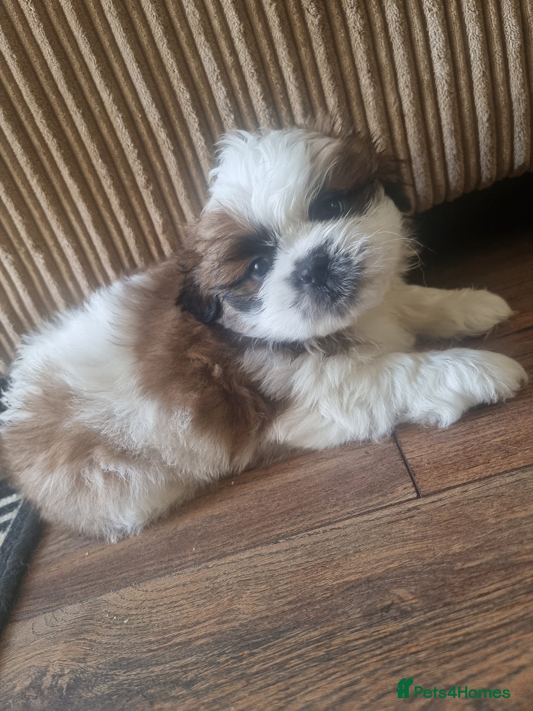 Shih Tzu dogs for sale: Shih tzu - Image 11