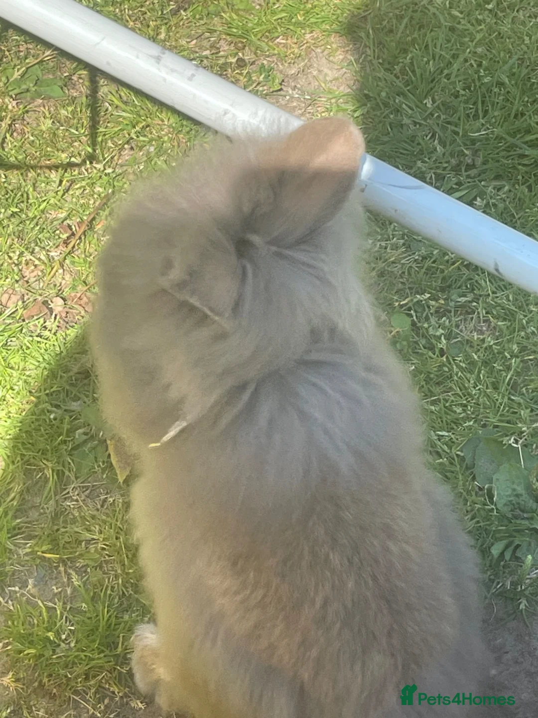 Lionhead rabbits for sale: Purebred lionheads  in Blackpool - Advert 1