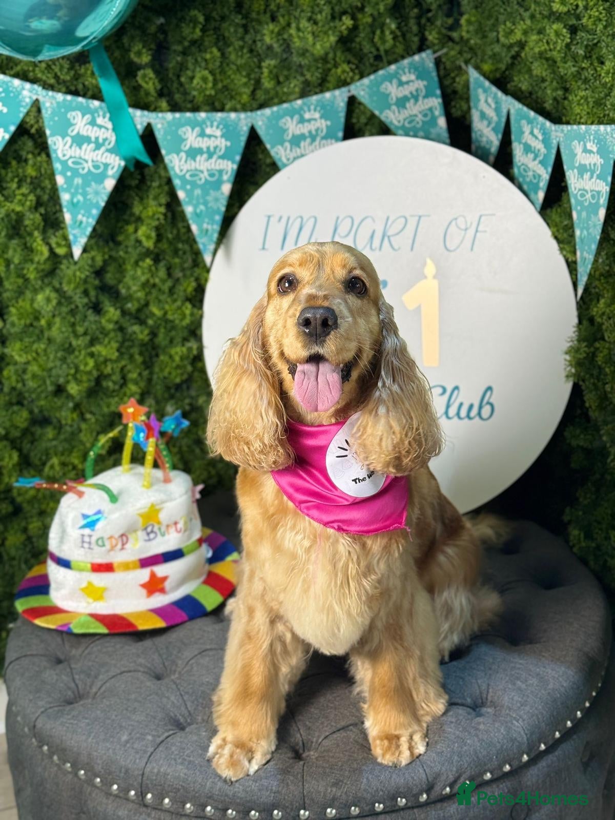 Cocker Spaniel dogs KC Show Cocker Spaniels Puppies (due end of April) - Advert 1