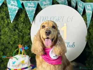 Cocker Spaniel dogs KC Show Cocker Spaniels Puppies (due end of April) - Advert 1