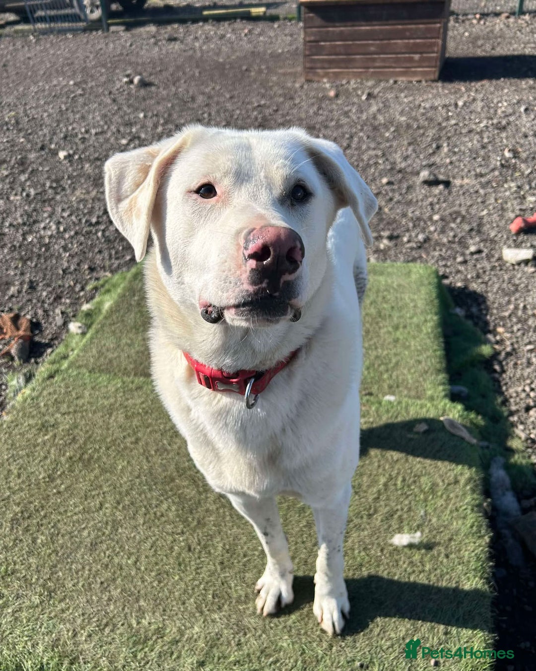 Mixed Breed dogs for adoption: DOUGIE - looking for an active guardian. - Image 10