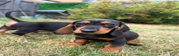 Mixed Breed dogs for sale: 🐾 Mini Bassets 🐾 - Advert 28
