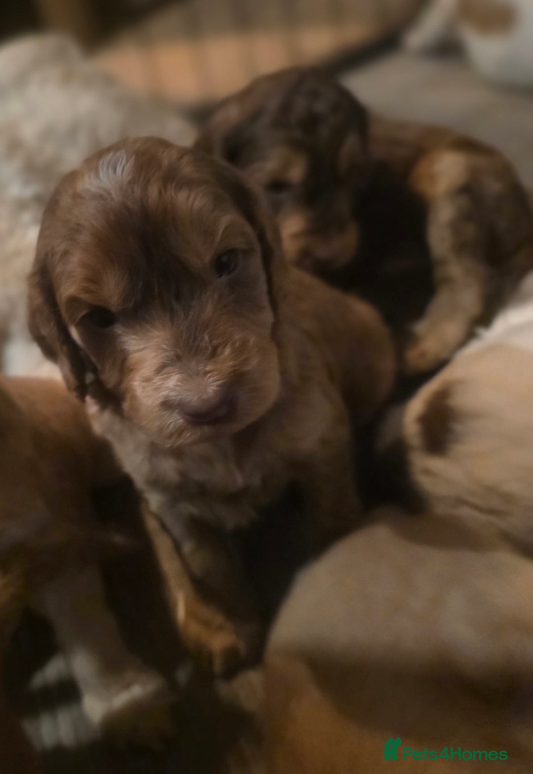 Cockapoo dogs for sale: Cockerpoo puppies F1. Stunning litter  - Image 4