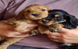 Cocker Spaniel dogs for sale: Quality show type Cocker Spaniel puppies for sale in Whitchurch - Image 8
