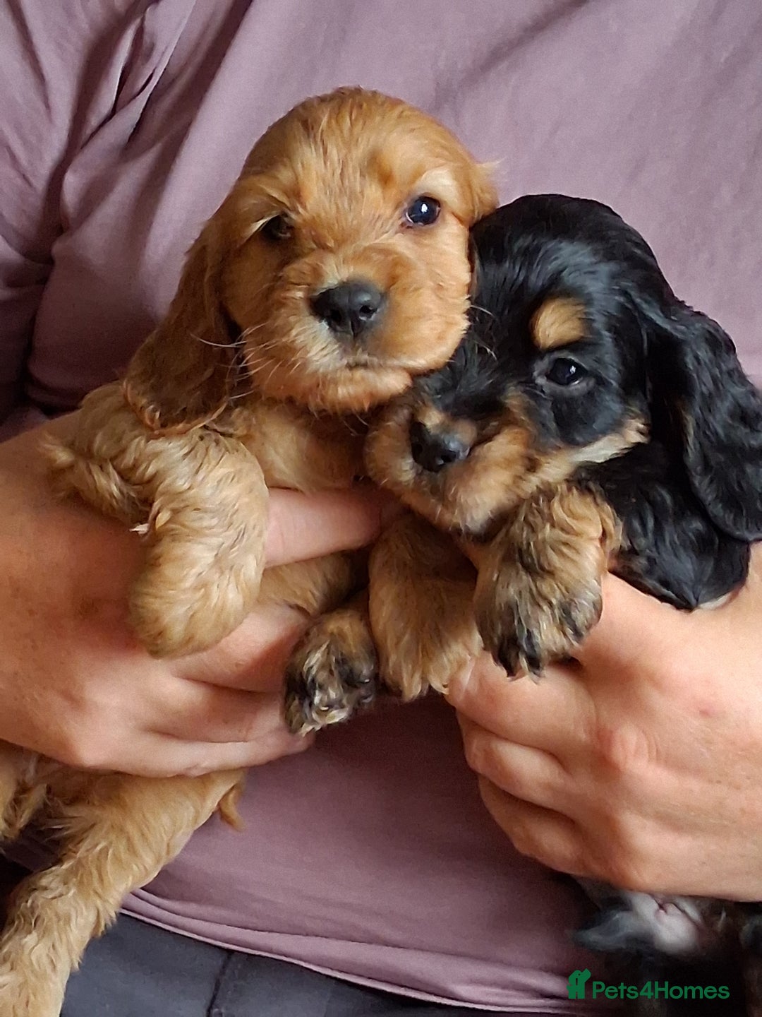 Cocker Spaniel dogs for sale: Quality show type Cocker Spaniel puppies for sale in Whitchurch - Image 8