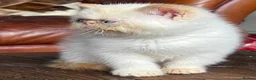 Exotic cats for sale: Last Remaining Colourpoint Exotic Boy - Advert 27