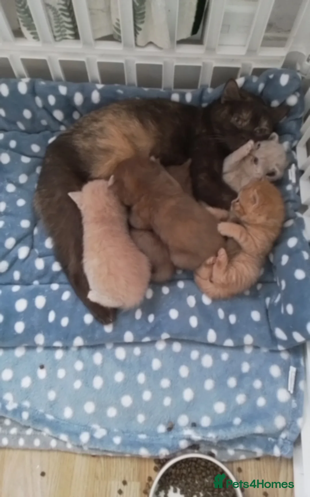 British Longhair cats for stud: British Longhair for Stud - Advert 11