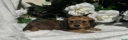 Miniature Dachshund dogs for sale: STUNNING KC LONG HAIRED MINIATURE DACHSHUND PUPS💕 - Advert 8