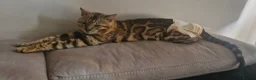 Bengal cats for sale: TICA Brown carrier snow male bengal - Advert 7
